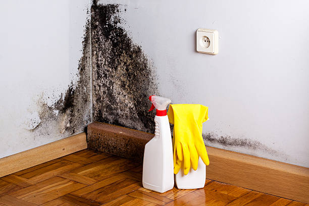 Attic Mold Removal in Beaver, PA